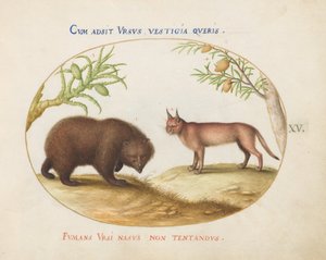 Planche 15 : Un ours et un lynx (?) - Joris Hoefnagel