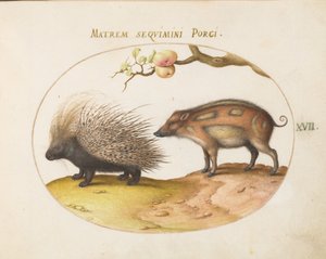 Planche 17 : Porc-épic à crête et sanglier - Joris Hoefnagel