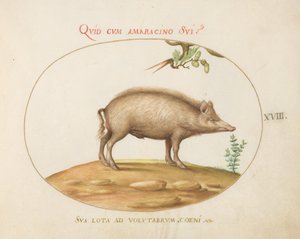 Plaque 18 : Un cochon avec des glands