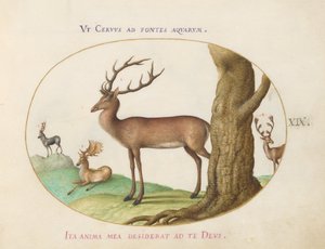 Planche 19 : Quatre types de cerfs