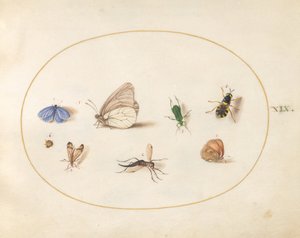 Planche 19: deux papillons avec cinq autres insectes - Joris Hoefnagel