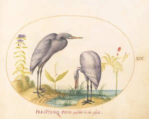 Planche 19 : Deux grandes aigrettes avec des masques verts de reproduction - Joris Hoefnagel