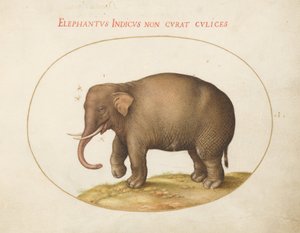 Planche 1 : Éléphant avec insectes