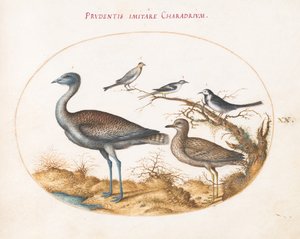 Planche 20 : Un pluvier avec quatre autres oiseaux