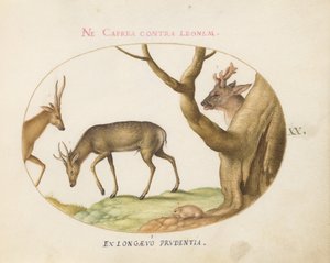 Planche 20 : Trois types de cerfs avec un loir (?) - Joris Hoefnagel