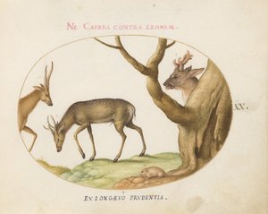 Planche 20 : Trois types de cerfs avec un loir(?) - Joris Hoefnagel