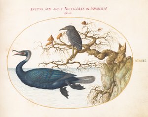 Planche 23 : Un cormoran de Brandt avec un héron couronné juvénile
