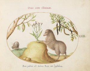 Planche 23 : Un mouton à queue grasse, un mouton à longue queue, un "Cassia purgatrix" et d