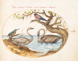 Planche 24 : Deux cygnes, un martin-pêcheur et un bouvreuil - Joris Hoefnagel