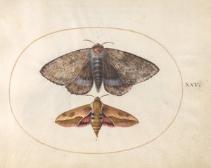 Planche 25 : Papillon bleu et sphinx de l