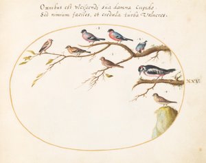 Planche 25 : Pic épeiche, bouvreuils, moineaux et autres oiseaux - Joris Hoefnagel