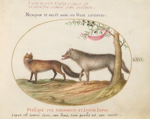 Planche 26 : Un renard roux et un loup