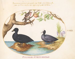 Planche 27 : Un canard (?), une foulque et un bouvreuil (?)