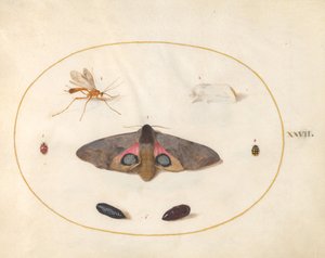 Planche 27 : Deux papillons, deux chrysalides et autres insectes