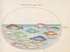 Planche 28 : Daurade(?) et autres poissons - Joris Hoefnagel