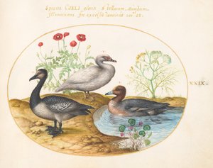 Planche 29 : Oies avec coquelicots et cyclamen - Joris Hoefnagel