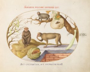 Planche 29 : Deux singes, un "Arctopithèque" (Paresseux ?) et des fruits