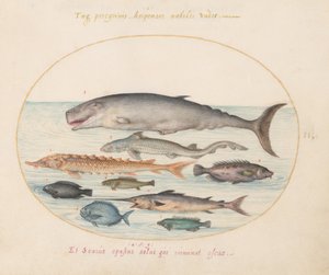 Planche 2 : Cachalot, esturgeon, requin et autres poissons