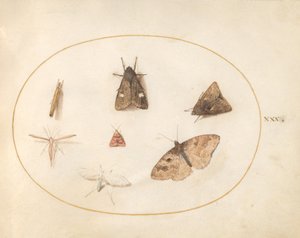 Planche 30 : Sept Papillons de Nuit - Joris Hoefnagel