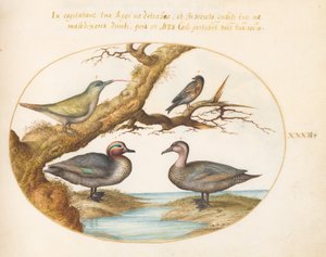 Planche 32 : une sarcelle à ailes vertes, un jeune pic vert et deux autres oiseaux - Joris Hoefnagel