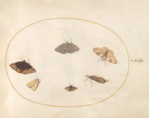 Planche 32 : Six Papillons de Nuit