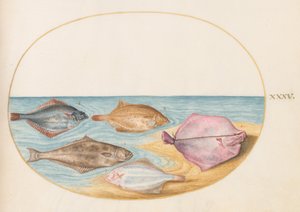 Planche 35 : les faces inférieures de turbots(?) et d