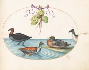 Planche 36 : Harle huppé, souchet et deux autres oiseaux d