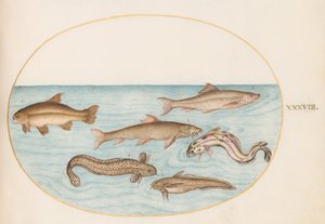 Planche 38 : lotte, motelle et autres poissons - Joris Hoefnagel
