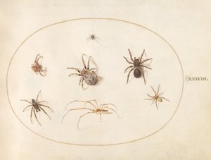 Planche 38 : Sept araignées