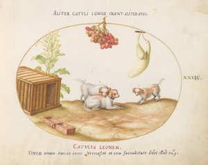 Planche 39 : Trois chiots avec une caisse et une grappe de raisins