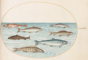 Planche 40 : Saumon, truite et poisson d
