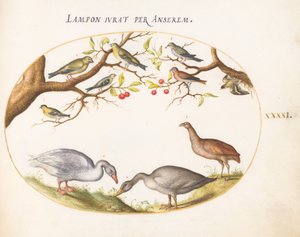 Planche 41 : Deux oies grises avec des oiseaux chanteurs dans un cerisier