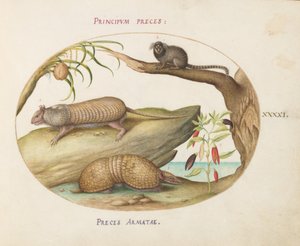 Planche 41 : Deux types de tatous avec un ouistiti, un cocotier et un plant de poivre