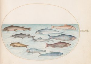 Planche 41 : Corégones(?) et autres poissons - Joris Hoefnagel