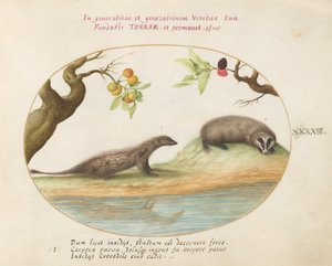Planche 43 : Mangouste et blaireau avec des arbres fruitiers
