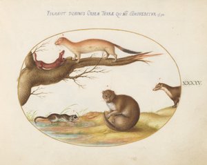 Planche 45 : belettes, un furet et une « souris des noix » - Joris Hoefnagel