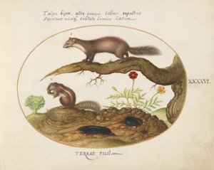 Planche 46 : Martre des pierres, tamia et taupes avec un souci et une laitue