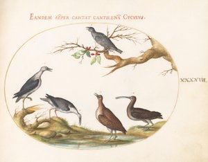 Planche 47 : Oiseaux de rivage avec un oiseau perché