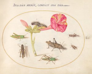Planche 50 : Sauterelles, une chenille et un insecte à écailles avec une fleur de quatre heures - Joris Hoefnagel