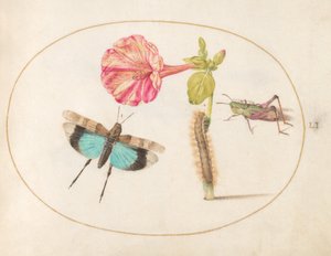 Planche 51 : Sauterelles et chenille avec une fleur de quatre heures - Joris Hoefnagel