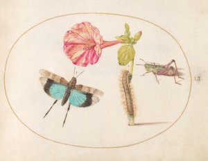Planche 51 : Sauterelles et une chenille avec une fleur de belle-de-nuit - Joris Hoefnagel