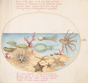 Planche 53 : Concombres de mer, Corail, Poulpe, Étoile de mer, Calmar et autres créatures marines - Joris Hoefnagel
