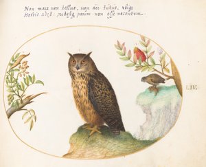 Planche 54 : Un hibou, avec un second au loin mangeant un lapin