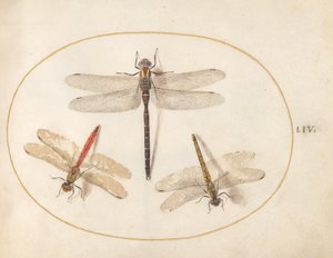 Planche 54 : Libellule velue et deux demoiselles