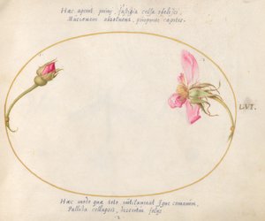 Planche 56 : Un bouton de rose et une rose rose en décomposition