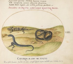 Planche 57 : Un serpent, une salamandre de feu et une créature serpentiforme à deux pattes - Joris Hoefnagel