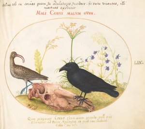Courlis et corbeau avec crâne de cheval (planche 59) - Joris Hoefnagel