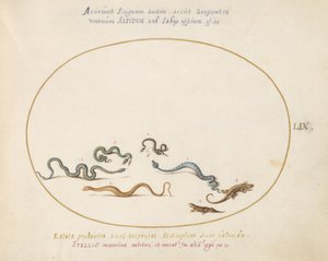 Planche 59 : Serpents et un Lézard - Joris Hoefnagel