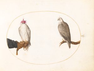Planche 5 : Un faucon capuchonné et son homologue sauvage - Joris Hoefnagel