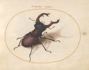 Planche 5 : Cerf-volant - Joris Hoefnagel
